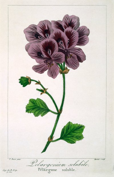 ペラルゴニウム、パブ。 1836年。 作： Panacre Bessa