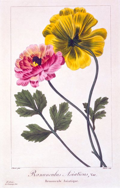 ペルシャのキンポウゲ、パブ。 1836年。 作： Panacre Bessa