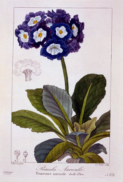 Primula auricula、パブ。 1836年。 作： Panacre Bessa