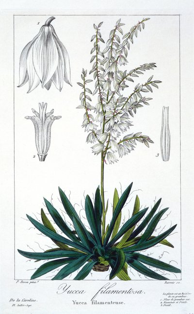 ユッカ フィラメントーサ、パブ。 1836年。 作： Panacre Bessa
