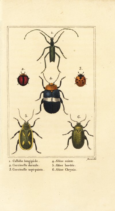 Callidium longipes 1、テントウムシ、Jauravia dorsalis 2、Coccinella septempunctata 3、ノミハムシ、Altica cincta 4、Altica emarginata 5、Altica chrysis 6 作： Pancrace (after) Bessa