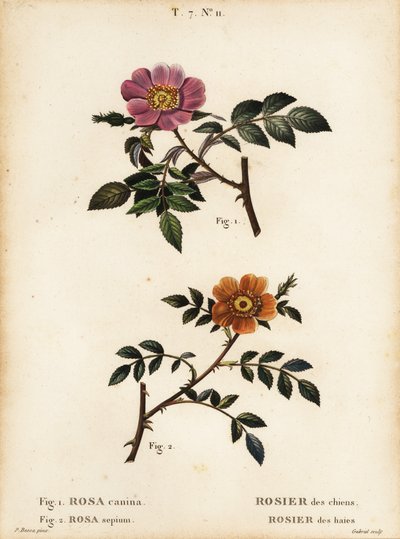 ドッグローズ、Rosa canina、Rosier des chiens 1、小葉のスイートブライアー、Rosa sepium、Rosa agrestis、Rosier des haies 2。 作： Pancrace (after) Bessa