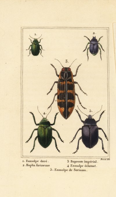 ドッグベインのカブトムシ、Chrysochus auratus 1、Hoplia argentea 2、バンクシアの宝石カブトムシ、Cyrioides imperialis 3、Eumolpus fulgidus 4、Eumolpus surinamensis 5 作： Pancrace (after) Bessa