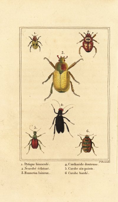 Dytiscus bimaculatus 1、コガネムシ 2、コガネムシ、Melolontha melolontha 3、Cantharis beetle 4、Carabus sexpunciatus 5、Omophron limbatum 6 作： Pancrace (after) Bessa