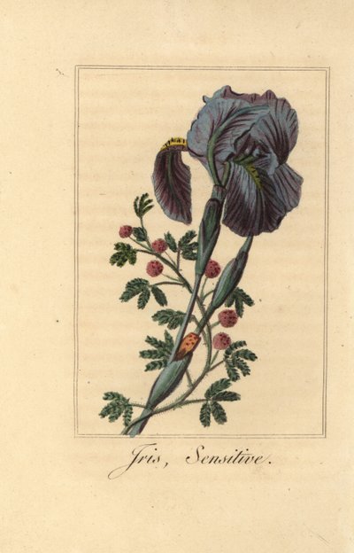 アヤメ（Iris gemanica）、敏感な植物（Mimosa pudica）。 作： Pancrace (after) Bessa