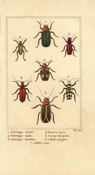 ハダカデバネズミ1、Aulacophora analis 2、Cyclotrypema furcata 3、Donacia vittata 4、ヒラタデバネズミCucujus clavipes 5、Pyrrhidium sanguineum 6、Chlorophorus varius 7 作： Pancrace (after) Bessa