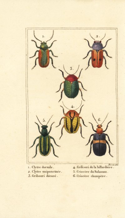 ヨコヅナクマムシ。Smaragdina limbata 1、Clytra laeviuscula 2、Cryptocephalus beetles 3,4、Crioceris solani 5、Chrysomela campestris 6 作： Pancrace (after) Bessa