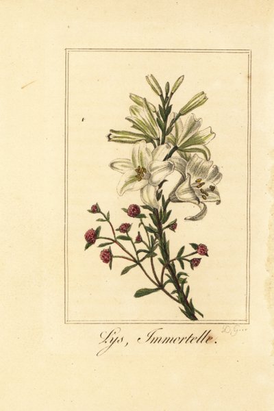 リリーとレッドエバーラスティング、Lys et immortelle、Lilium candidum and Helichrysum sanguineum 作： Pancrace (after) Bessa