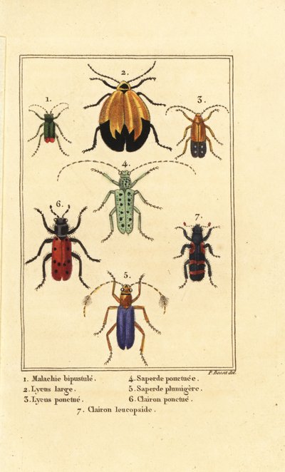 マラカイト・カブトムシ、Malachius bipustulatus 1、ネット・ウイング・カブトムシ、Lycus melanurus 2、Lycus punctatus 3、Saperda punctata 4、Saperda species 5、Trichodes octopunctatus 6、Trichodes apiarius 7 作： Pancrace (after) Bessa