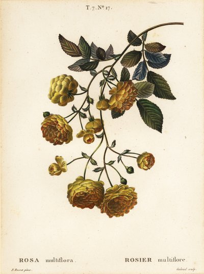 マルチフローラローズまたは日本のバラ、Rosa multiflora、Rosier multifore 作： Pancrace (after) Bessa