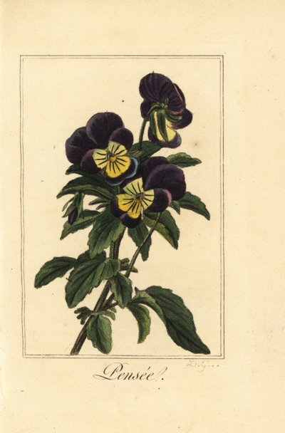 Pansy, pensee, Viola tricolor var. 作： Pancrace (after) Bessa