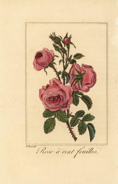 プロヴァンスローズ、キャベツローズ、Rose a cent feuilles、Rosa centifolia 作： Pancrace (after) Bessa