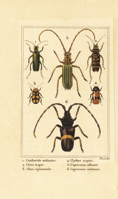 スペインのハエ取り虫、Lytta vesicatoria 1、ハチマキ虫、Clytus arietis 2、Altica equinoctialis 3、Clytra quadripunctata 4、カミキリムシ、Chlorida festiva 5、Trachyderes succinctus 6 作： Pancrace (after) Bessa
