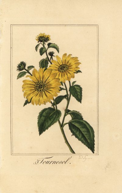 ヒマワリ、トルネソール、Helianthus annuus 作： Pancrace (after) Bessa
