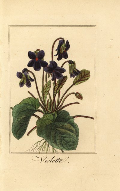 スイートバイオレット、バイオレット、Viola odorata 作： Pancrace (after) Bessa
