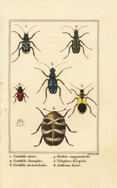 タイガービートル、Cicindela sinuata 1、Cicindela campestris 2、Cicindela sexguttata 3、Nitidula sanguinolenta 4、varied carpet beetle、Telephore flavipede 5、Anthrenus verbasci 6 作： Pancrace (after) Bessa