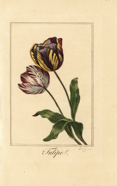 チューリップの品種、チューリッペ、Tulipa gesneriana 作： Pancrace (after) Bessa