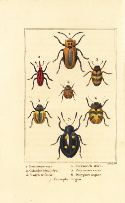 ゾウムシ類：Eudomychus striata 1、Calandra hemiptera 2、pleasing fungus beetle、Erotylus species 3、Chrysomela striata 4、Acalymma vittatum 5、Chrysomela arcuata 6、Eumorphus marginata 7 作： Pancrace (after) Bessa