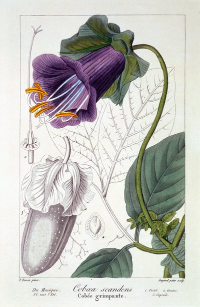 Cobaea scandens、1836（手塗りの彫刻） 作： Pancrace Bessa