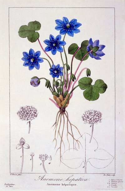 肝ノビリス、1836年（手彩色の彫刻） 作： Pancrace Bessa