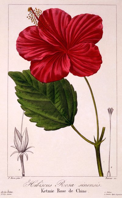 ハイビスカスrosa-sinensis、1836年（手描きの彫刻） 作： Pancrace Bessa