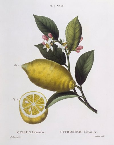 レモン（Citrus limonium）、Henry Louis Duhamel du Monceau、Pancrace Bessaによる植物画プレート 作： Pancrace Bessa