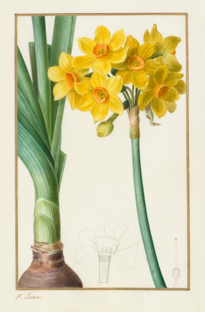 ポリアンサスまたはクラスター水仙 (植物: 水仙タゼッタ) 作： Pancrace Bessa