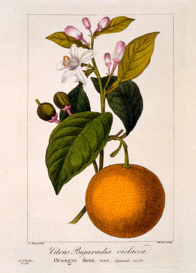 スイートオレンジ：Citrus sinensis var。 Bigaradia violacea、1836年（手彩色の彫刻） 作： Pancrace Bessa