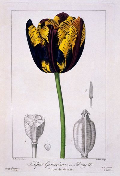 ヘンリー4世のチューリップ4、1836年（手描きの彫刻） 作： Pancrace Bessa