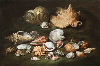 "Nature morte aux coquillages" (still life with shells) Peinture de Paolo Porpora (1617-1673), - Oil on canvas, Dim 44,5x67 cm Fondation Custodia 作： Paolo Porpora