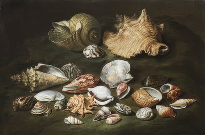 シェルのある静物 作： Paolo Porpora