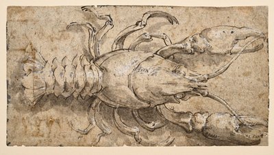 ザリガニ（直腸） 作： Parmigianino