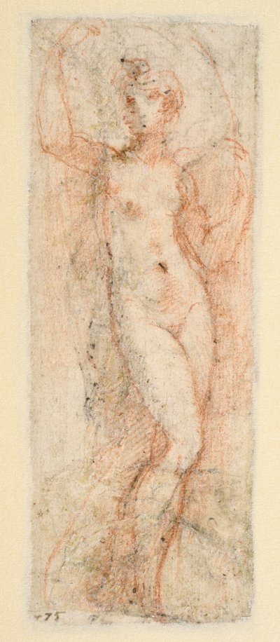 女性像 - Steccata の習作 (裏面) 作： Parmigianino