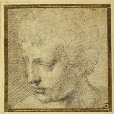 少年の頭部、ほぼ左横顔（ティント紙に黒チョーク 作： Parmigianino