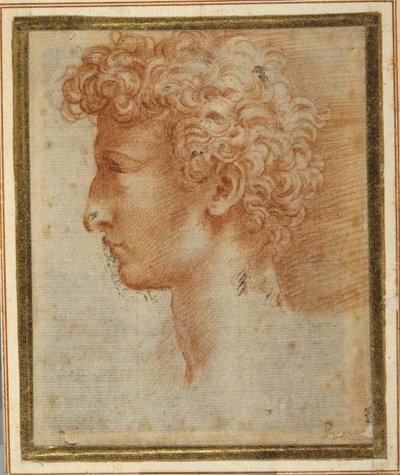 若い男性の横顔（白紙に赤チョーク 作： Parmigianino