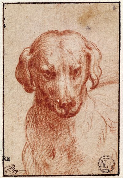 犬の頭（紙に赤いチョーク） 作： Parmigianino