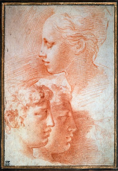 頭部の研究、c1527 作： Parmigianino