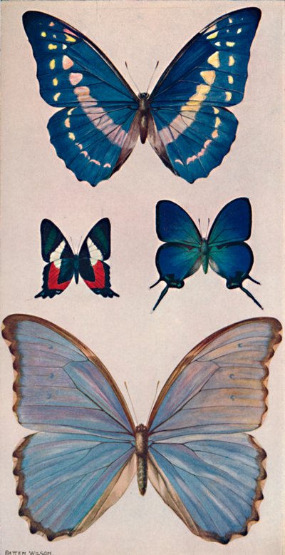 一部のリオス蝶、1914 作： Patten Wilson