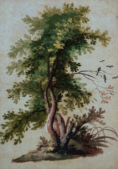枝に2羽の鳥がとまる木（紙に鉛筆） 作： Paul Brill or Bril