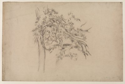 木の習作」1885-87年頃（紙に黒鉛 作： Paul Cézanne