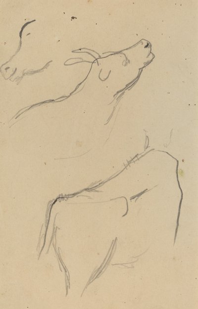 牛の研究 [裏面] 作： Paul Gauguin