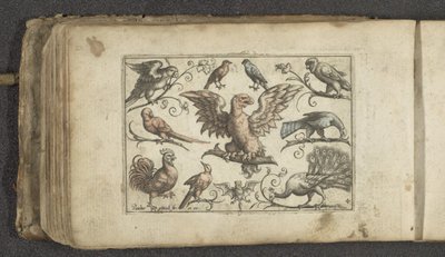 猛禽類、その他 9 羽の鳥、コウモリ 鳥（シリーズタイトル） 作： Paul Göttich