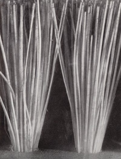 洋服ブラシの毛（モノクロ写真） 作： Paul Henning