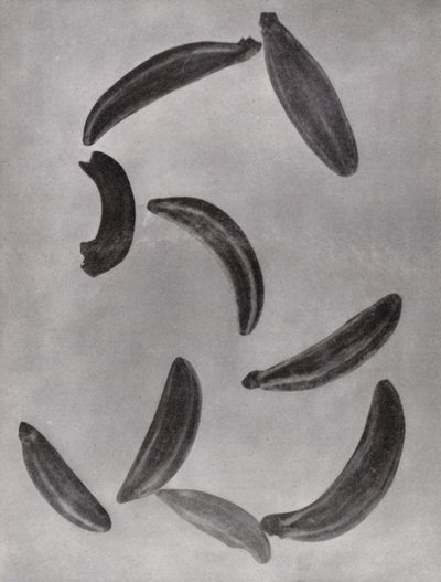 キャラウェイシード（モノクロ写真） 作： Paul Henning