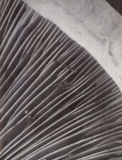 キノコの裏側（モノクロ写真） 作： Paul Henning
