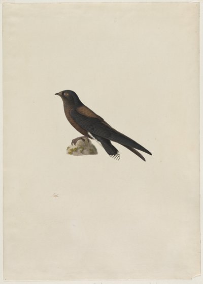 アマツバメ (Hirundapus caudacutus) 作： Paul Huet