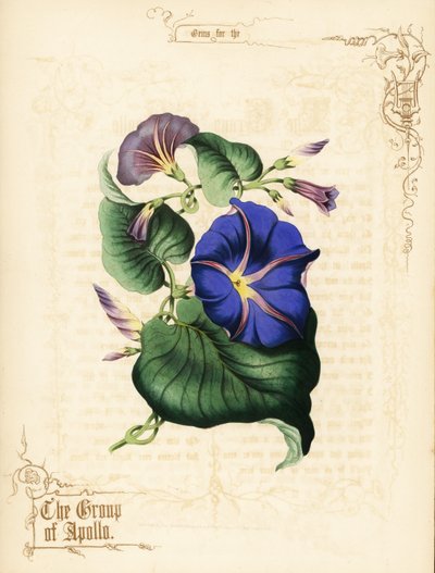 朝顔の花と葉。 作： Paul Jerrard
