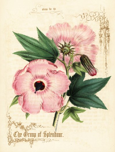 ピンクのハイビスカスの花と葉。 作： Paul Jerrard