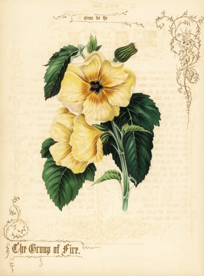黄色いハイビスカスの花と葉。 作： Paul Jerrard