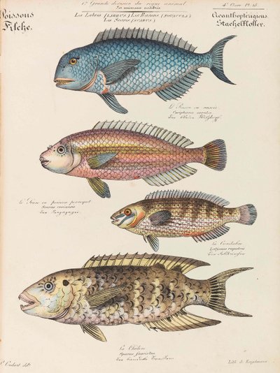 自然史コース、1825-1826。 作： Paul Louis Oudart